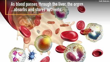 Liver: Function, Failure & Disease