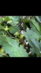 Tying tomatoes incorrectly around a string