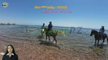 「TravelPZ」 Review Sharm El Sheikh: Horse Ride Along The Coast with Transfers