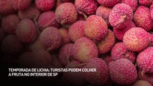 Temporada de lichia: Turistas podem colher a fruta no interior de SP