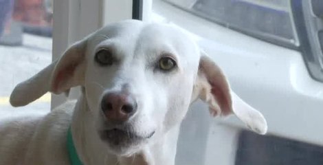 Autoridades llaman a proteger a las mascotas del impacto de la pirotecnia