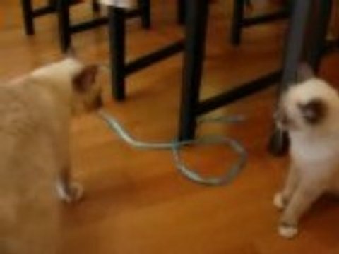 sacré de birmanie 2