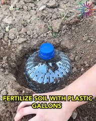 DIY fertilizer gallons for thriving soil