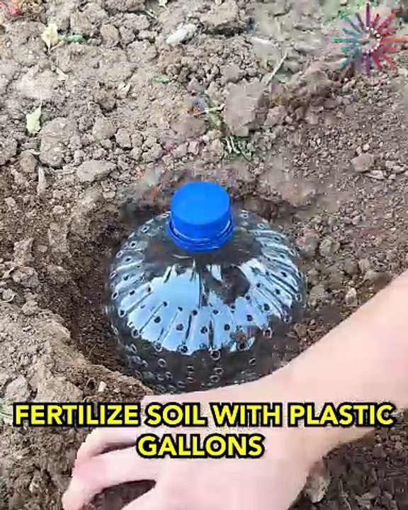 DIY fertilizer gallons for thriving soil