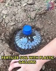 DIY fertilizer gallons for thriving soil
