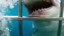 Man almost killed by a tiger shark