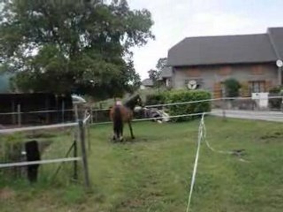 Cambell à l'obstacle