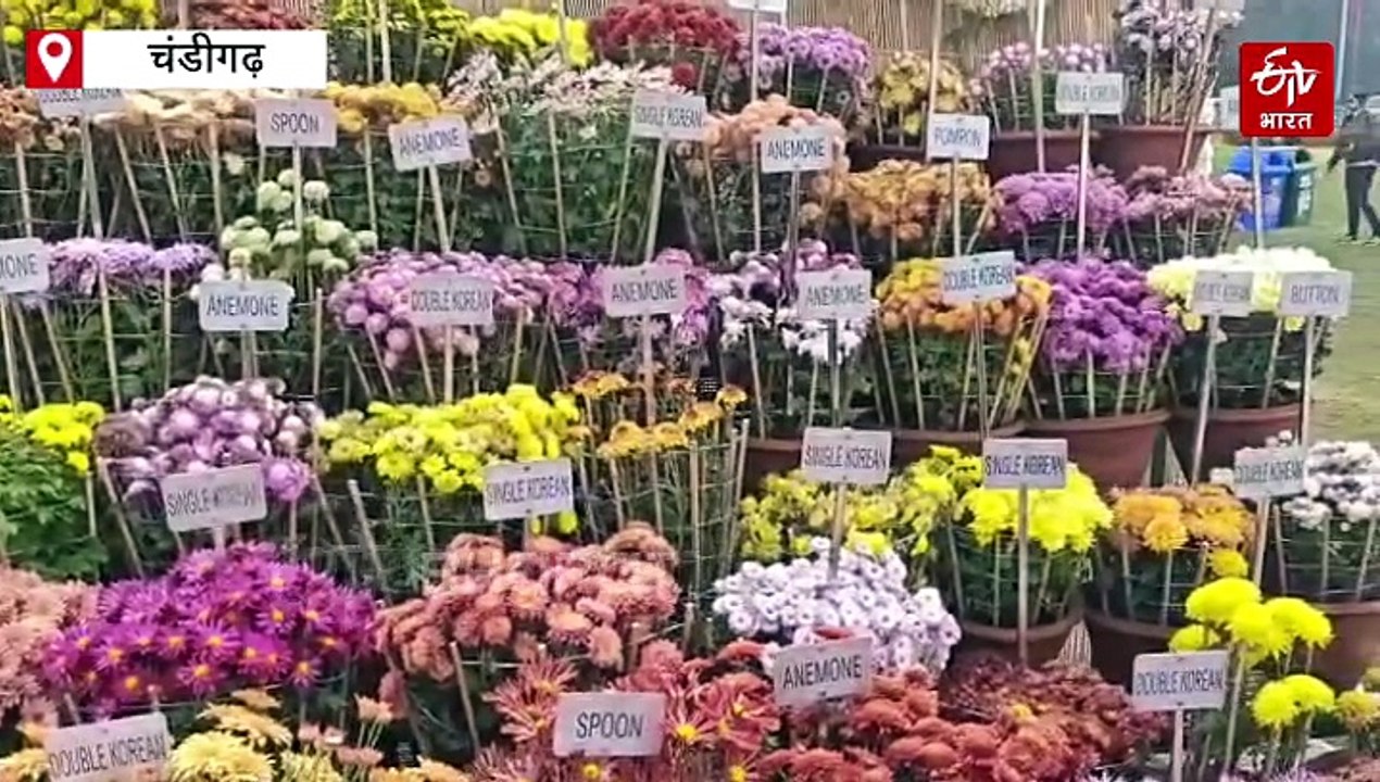 चंडीगढ़ में 38वें गुलदाऊदी शो का भव्य आगाज, 260 किस्मों के फूलों से महका सेक्टर-33 टैरेस्ड गार्डन