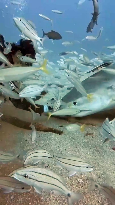 The last moment the man seen after eaten by shark