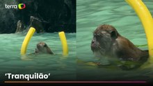 Macaco é flagrado nadando com boia na Tailândia