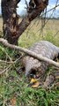 Pangolin checks the coast with a quick tongue flick — survival in action. #wildlife