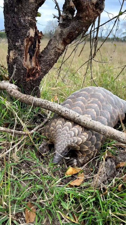Pangolin checks the coast with a quick tongue f...
