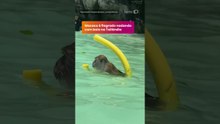 Macaco é flagrado nadando com boia na Tailândia #Shorts