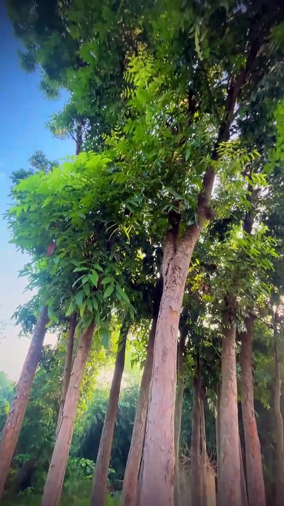 beautiful nature views l nature videos