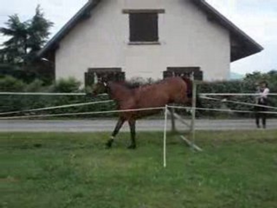 Cambell à l'obstacle