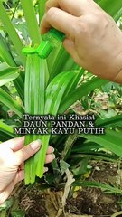 Benefits of pandan leaves + eucalyptus oil #viral #videoshort #creation