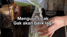Ramuan pengusir cicak
