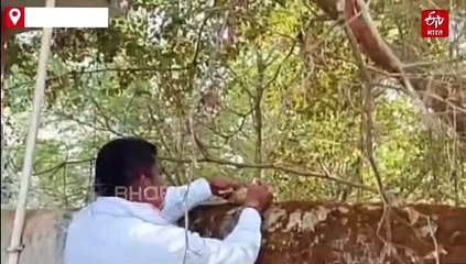 जबलपुर में तेंदुए ही तेंदुए, बिग कैट ने जीसीएफ से लेकर पाटन तक फैलाई दहशत