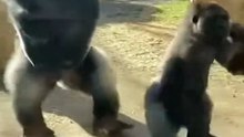 Two Gorillas’ Crazy Dance Performance at the Zoo 🦍💃  Crowd Goes Wild!