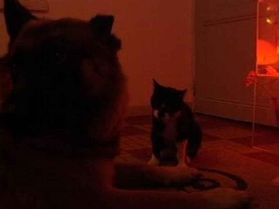 TaC & DouY