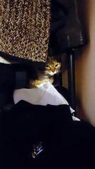 Secret Hideout Of My Cat :) #cat #funnycats #viralcats #funny