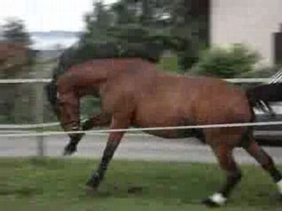 Cambell à l'obstacle