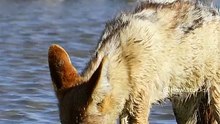 Jackal Eating a Bird  Wincent  cJTBS  #wildlife #nature #jackal #bird