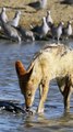Jackal Eating a Bird  Wincent  cJTBS  #wildlife #nature #jackal #bird