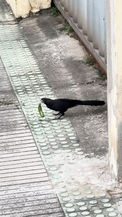 Bird hunting a caterpillar 🐛 🔥