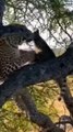 A leopard has snatched a genet, a considerably smaller carnivoran, but the genet will not go down without a fight 🔥