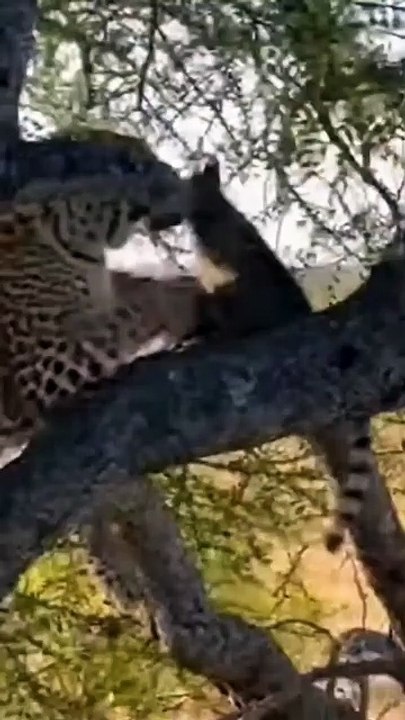 A leopard has snatched a genet, a considerably smaller carnivoran, but the genet will not go down without a fight 🔥