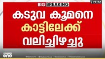 പുഴയോരത്ത് നിന്ന് കൂമനെ കടുവ കാട്ടിലേക്ക് വലിച്ചിഴച്ചു; കടുവയെ കണ്ടെത്താനായില്ല| T​iger attack