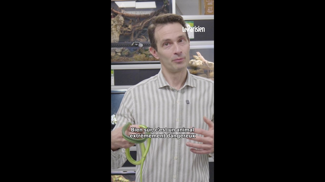 Chine : les ventes de serpents bleus explosent après Zootopie 2