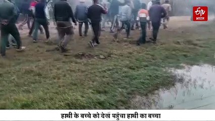 झुंड से बिछड़कर गांव में पहुंचा हाथी का बच्चा, ग्रामीणों में दहशत, वन विभाग की टीम ने खदेड़ा