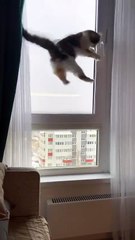 Quand ton chat est un peu idiot