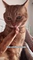 Cat biting it's own nails. Funny Cats Movements For Cat lovers. Must Watch