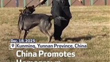 China Promotes Homegrown Police Dogs