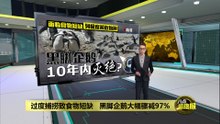 过度捕捞致食物短缺   黑脚企鹅料10年内灭绝？
