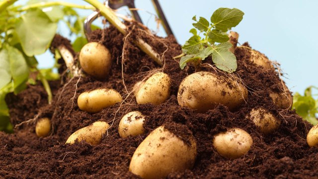 10 Successful Gardening Tips For A Big Potato Garden