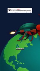 Le coléoptère bombardier : un lance flamme sur pattes ! #insecte #defense #animaux #nature #humour