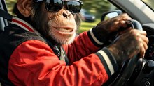 monky car driving