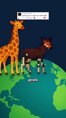 Le cousin de la girafe que personne ne connait ! #okapi #girafe #animaux #nature #humour