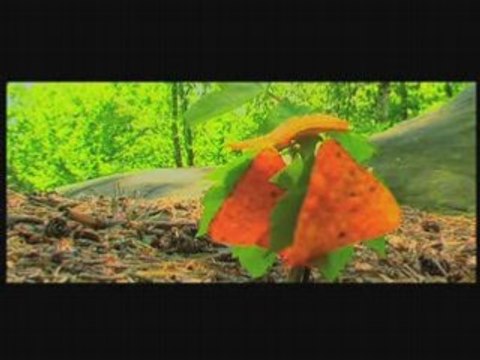 pub concours Doritos