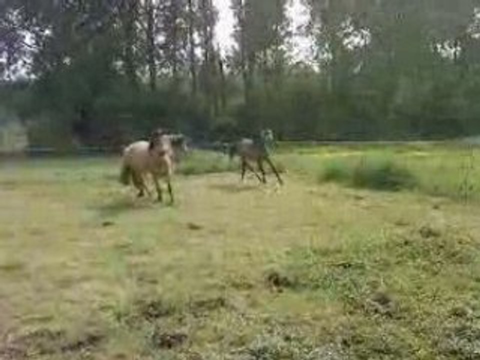 Vidéo-0005