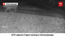 CCTV Captures 5 Tigers Roaming In Karnataka's Chamarajanagar