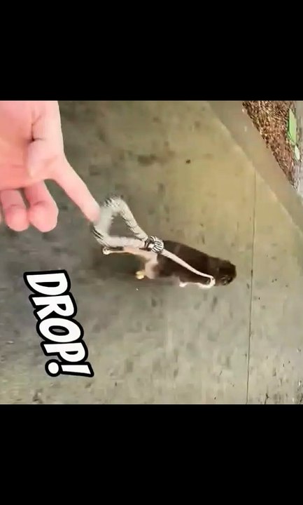 Bitch reaction to her clumsy owner