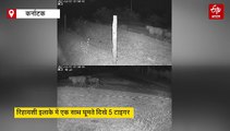 कर्नाटक: रिहायशी इलाके में घूमते दिखे 5 टाइगर, लोगों में दहशत