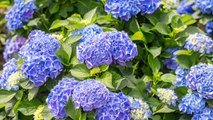 8 Gardening Tips For Growing Big Blooming Hydrangeas This Summer