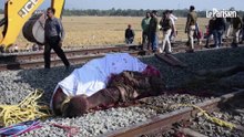 Inde : un train fauche de plein fouet une famille d'éléphants