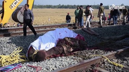 Inde : un train fauche de plein fouet une famille d'éléphants
